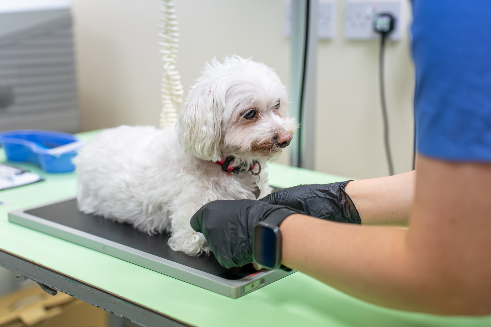 Manchester Vet Centre - Willows Vet Group (Web) 020
