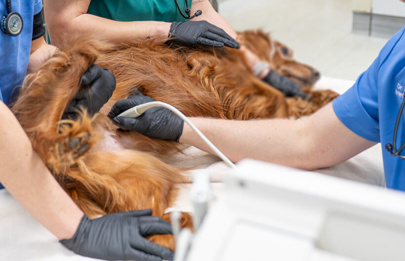 Manchester Vet Centre - Willows Vet Group (Web) 055