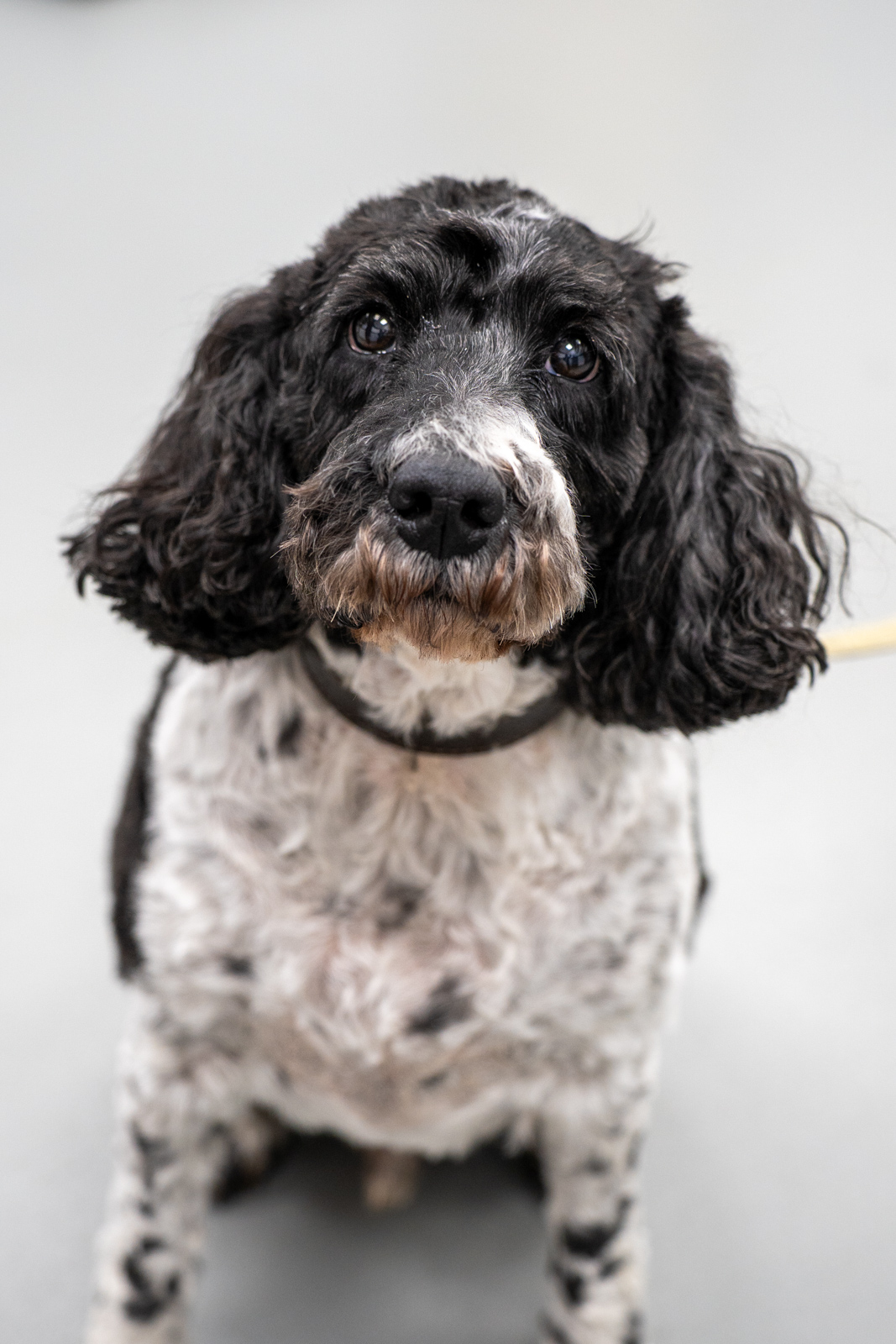 The Willows Veterinary Group - Beech House (Web) 002